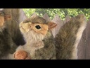 youtube - [Video]