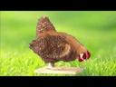 youtube - [Video]