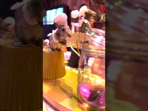 youtube - [Video]