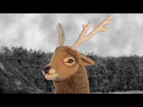 youtube - [Video]