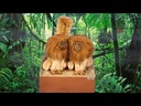 youtube - [Video]