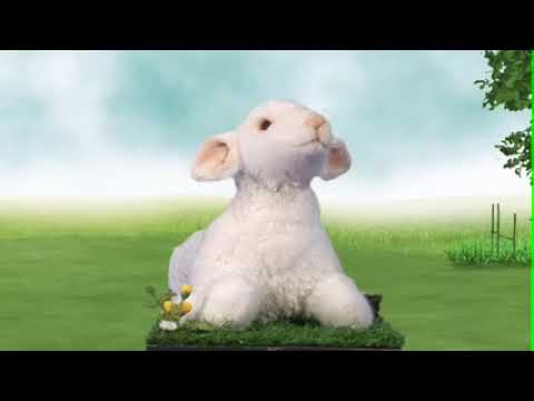 youtube - [Video]