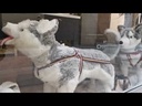 youtube - [Video]