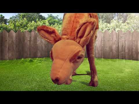 youtube - [Video]