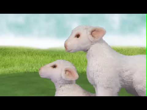youtube - [Video]