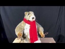 youtube - [Video]