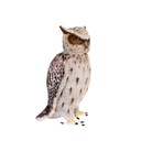HIBOU