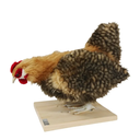 POULE BEIGE QUI PICORE