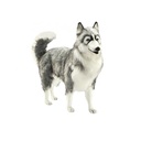 HUSKY