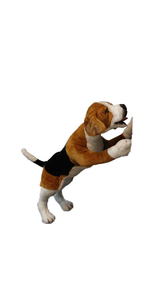 [18602] CHIEN BEAGLE