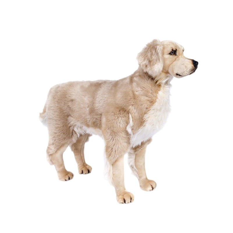 [15527L] CHIEN GOLDEN QUATRE PATTES