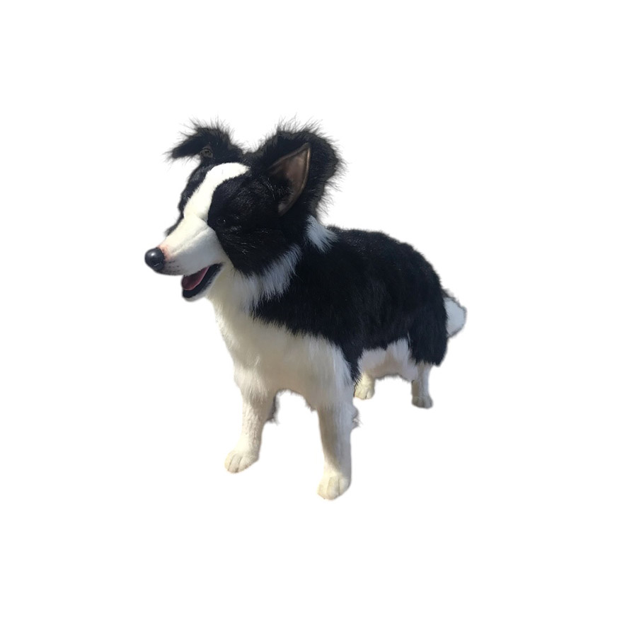 [22724L] CHIEN BORDER COLLIE "RUDY"