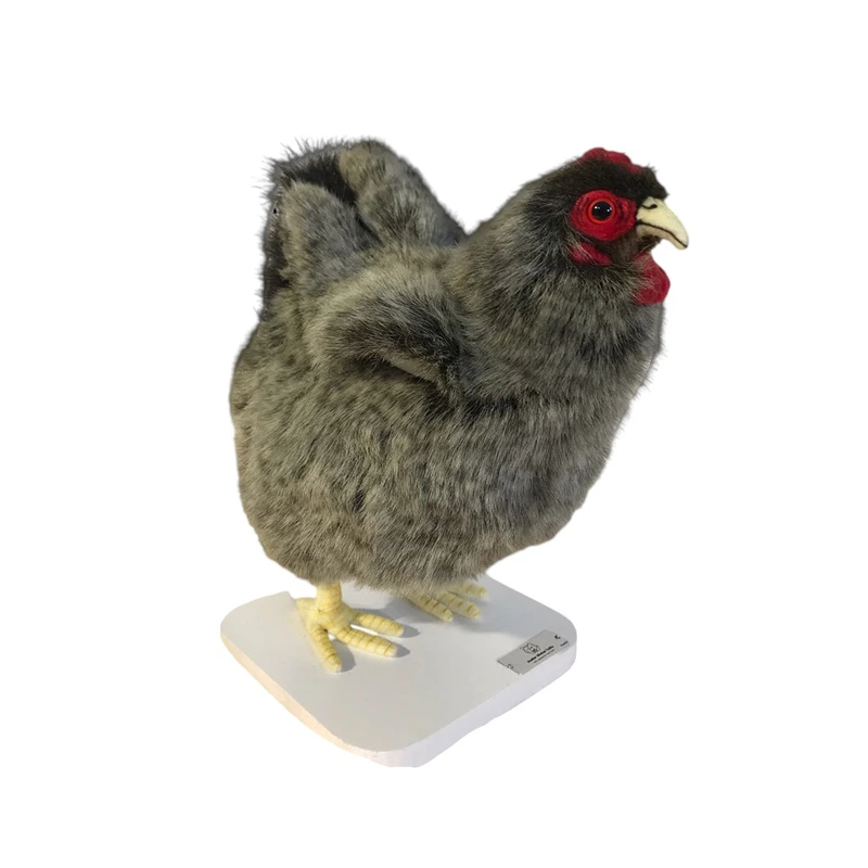 POULE GRISE