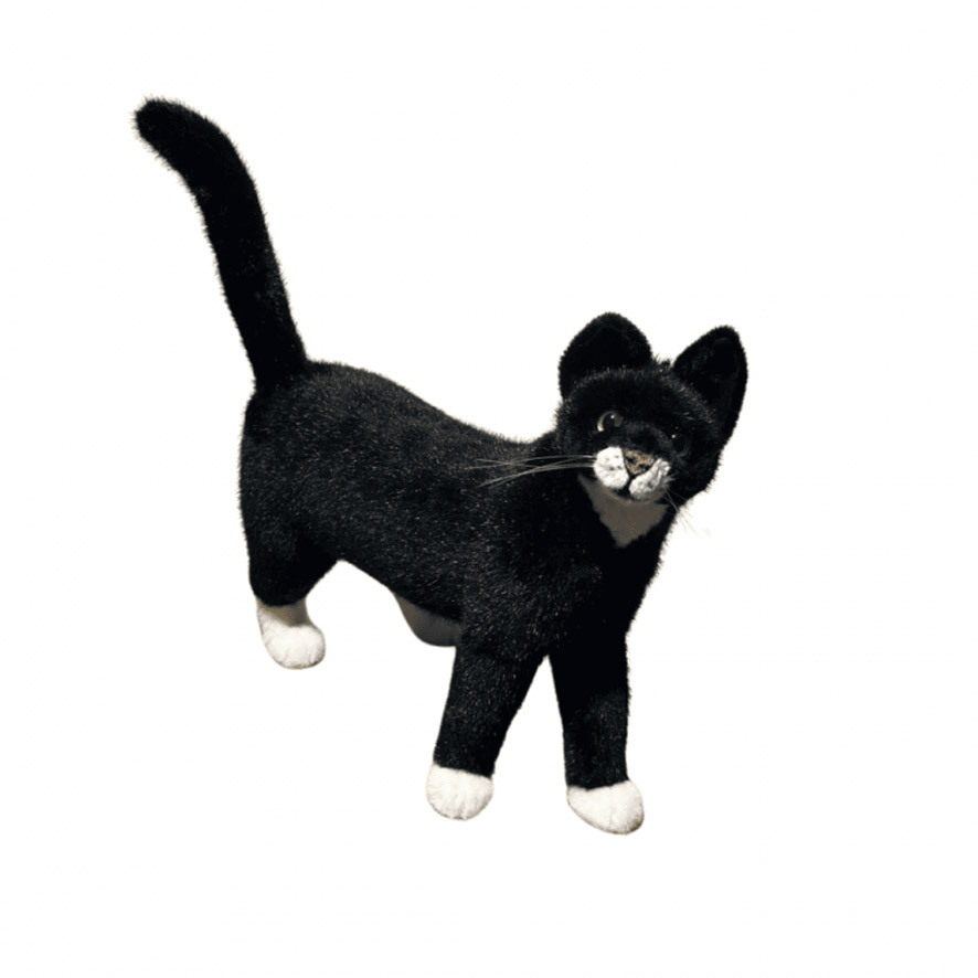 [25809] CAT BLACK WITH WHITE PAWS