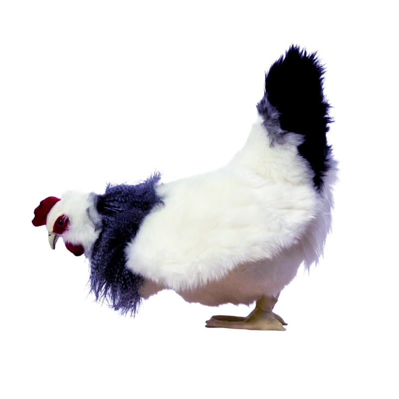 WHITE HEN PECKING