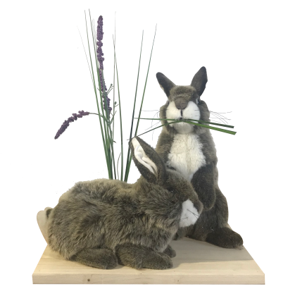 LAPINS LAVANDE