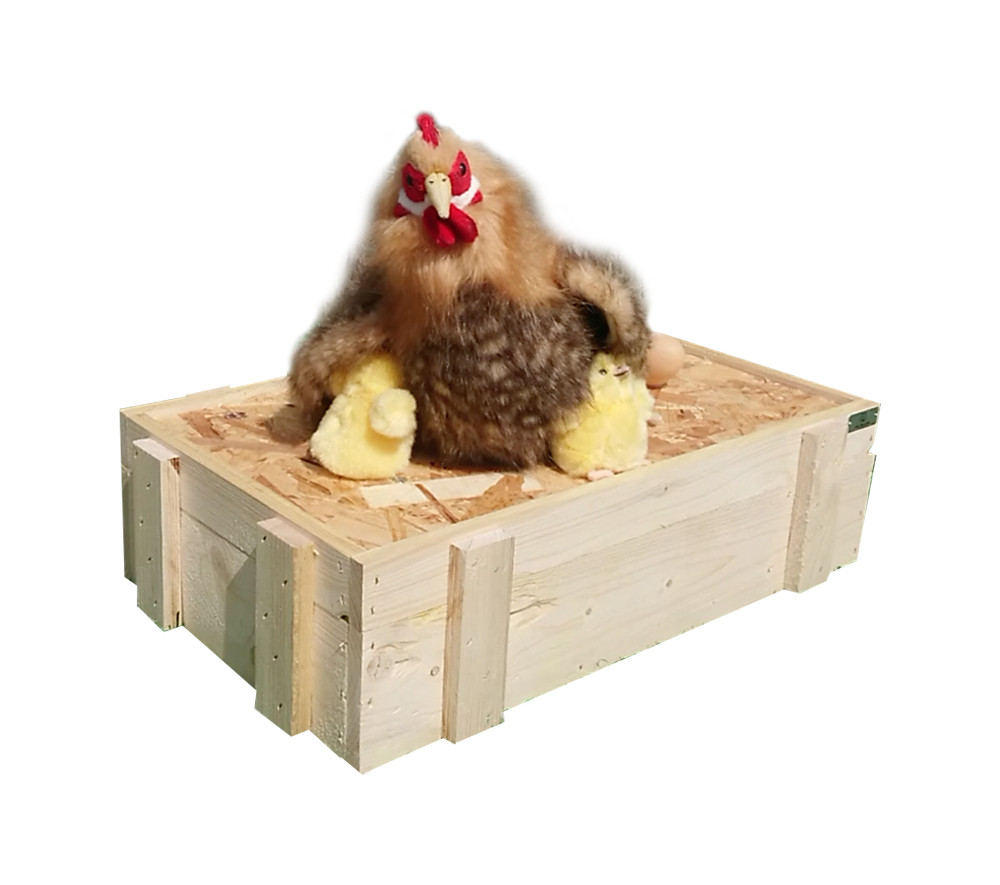 [20685] HEN INCUBATING