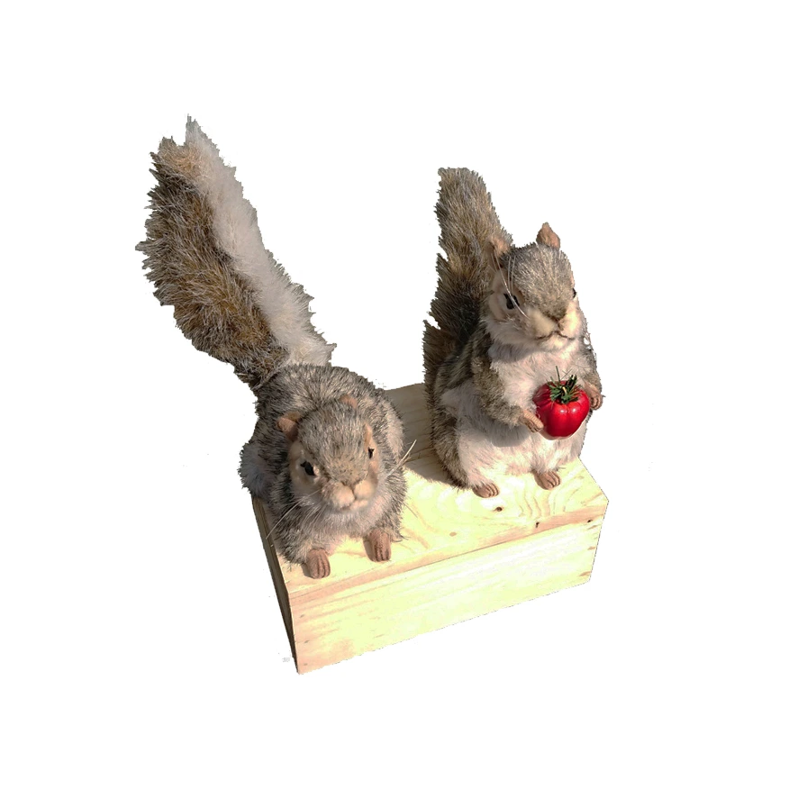 [18594L] SQUIRREL LYING DOWN AND STANDING