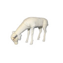 SECOND-HAND EATING WHITE DOE