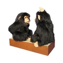 SINGES CHIMPANZÉS
