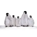 PINGOUINS PAR 5