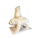 OURSONS POLAIRES PAR 2